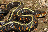 Red-spotted Gartersnake