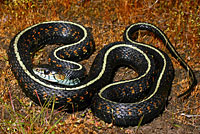 Red-spotted Gartersnake