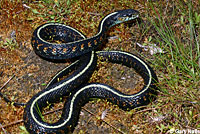 Red-spotted Gartersnake