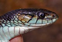 Red-spotted Gartersnake