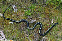 Red-spotted Gartersnake