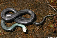 Red-spotted Gartersnake