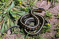 Red-spotted Gartersnake