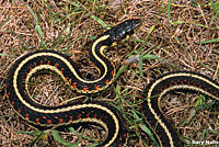 Valley Gartersnake