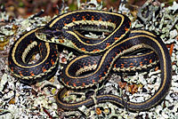 Valley Gartersnake