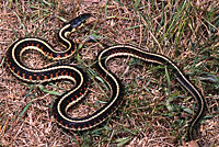 Valley Gartersnake