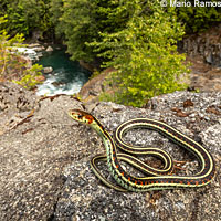 Common Gartersnake