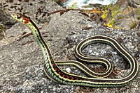 Common Gartersnake