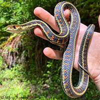 Common Gartersnake