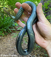 Common Gartersnake