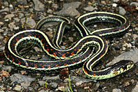 Common Gartersnake