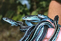 Puget Sound Gartersnake