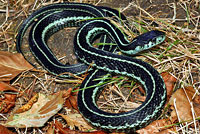 Puget Sound Gartersnake