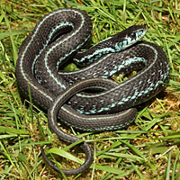 Puget Sound Gartersnake