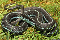 Puget Sound Gartersnake