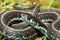 Puget Sound Gartersnake