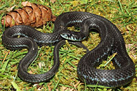 Puget Sound Gartersnake