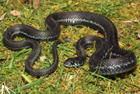 Puget Sound Gartersnake