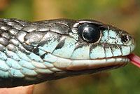 Puget Sound Gartersnake