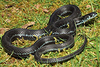 Puget Sound Gartersnake