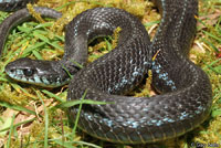 Puget Sound Gartersnake