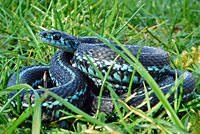 Puget Sound Gartersnake