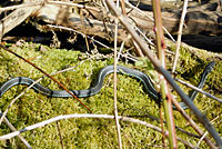 Puget Sound Gartersnake