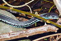 Puget Sound Gartersnake