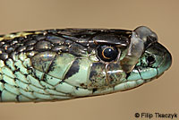 Puget Sound Gartersnake