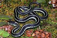 Puget Sound Gartersnake