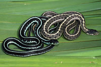 Puget Sound and Wandering gartersnakes