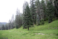 Sacramento Mountains Salamander habitat