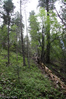 Sacramento Mountains Salamander habitat