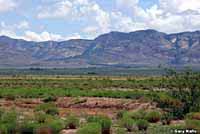 Great Plains Toad Habitat