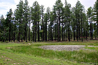 Wandering Gartersnake habitat