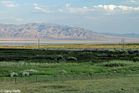 Dixie Valley Toad habitat