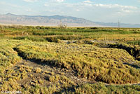 Dixie Valley Toad habitat