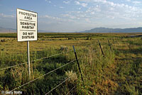 Dixie Valley Toad habitat
