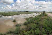 Western Chihuahuan Green Toad habitat