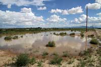 Western Chihuahuan Green Toad habitat