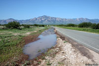 Western Chihuahuan Green Toad habitat