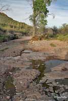 Red-spotted Toad habitat