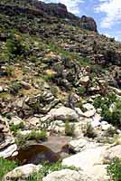 Western Black-necked Gartersnake habitat