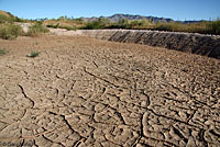 Western Chihuahuan Green Toad habitat