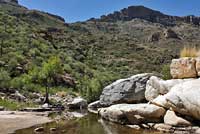 Canyon Treefrog habitat