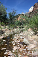 Canyon Treefrog habitat