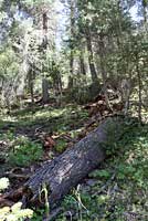 Jemez Mountains Salamander habitat