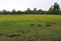 Wandering Gartersnake habitat