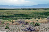 Hot Creek Toad habitat