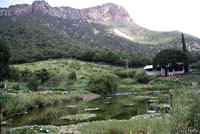 Chiriacahua Leopard Frog habitat